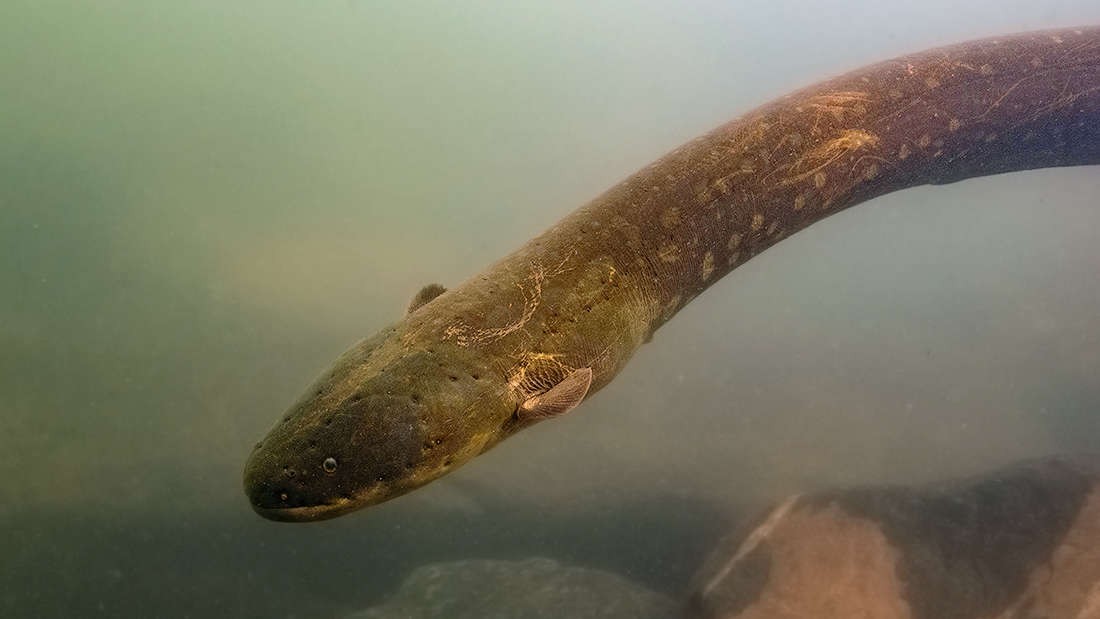 Quais São os Predadores da Enguia e Seus Inimigos Naturais?