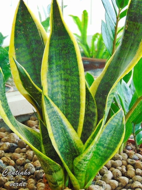 Espada-de-Santa-Bárbara: Características e Como Cuidar | Mundo Ecologia