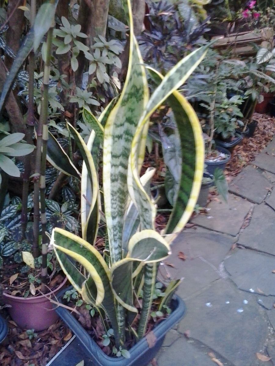 Espada-de-Santa-Bárbara: Características e Como Cuidar | Mundo Ecologia