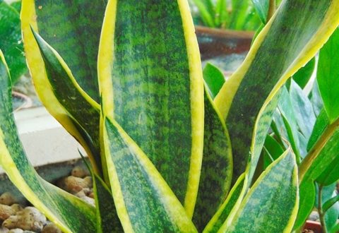 Espada-de-Santa-Bárbara: Características e Como Cuidar | Mundo Ecologia