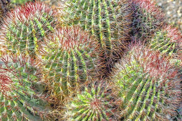 Espinhos do Cacto Língua do Diabo