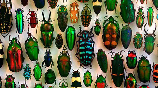 Espécies da Ordem Coleoptera 