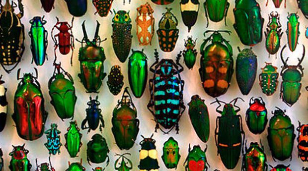 Espécies da Ordem Coleoptera