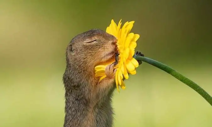 Esquilo Abraçado em uma Flor 