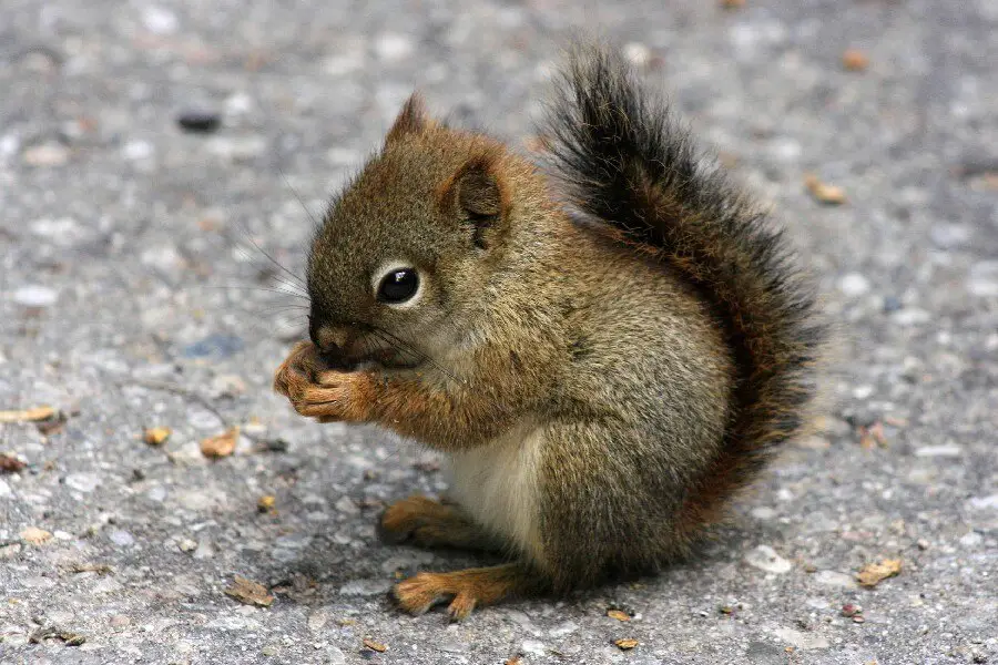 Esquilo se alimentando de castanha