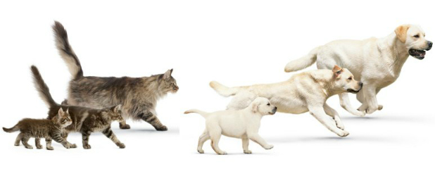Estimativa de Crescimento de Cão e Gato