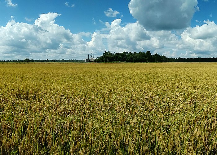 Estágio Vegetativo do Arroz 