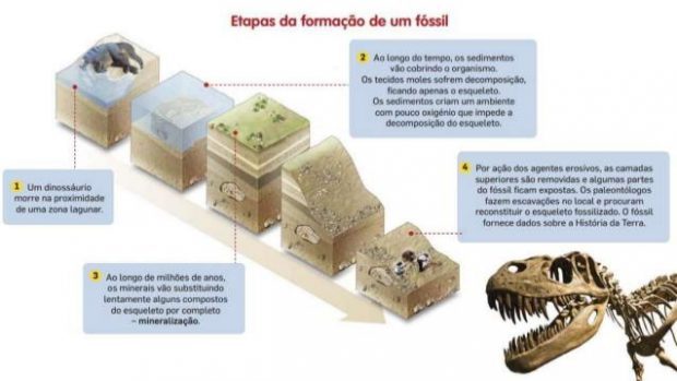 Etapas de Formação do Fóssil