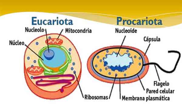 Eucariontes e Procariontes