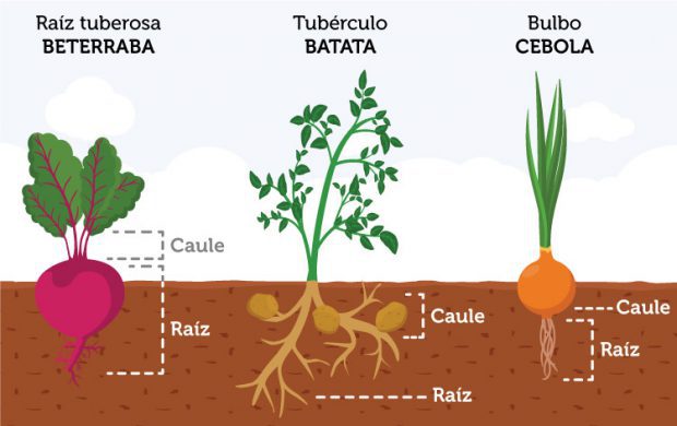 Exemples de Raízes Cosmestíveis 