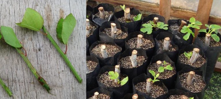 Como Fazer Mudas de Manacá da Serra com Galhos | Mundo Ecologia