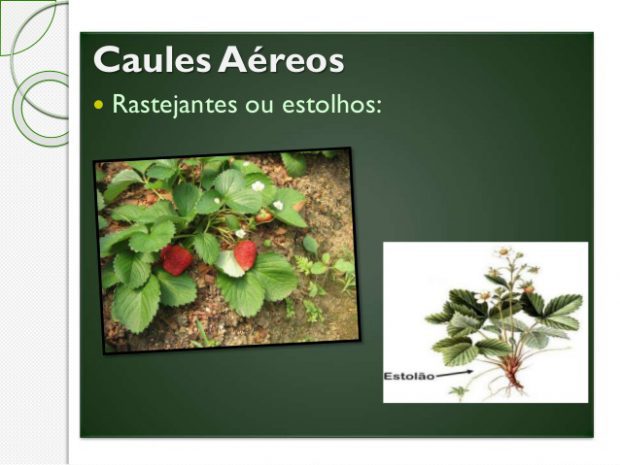 Exemplos de Caules Aéreos