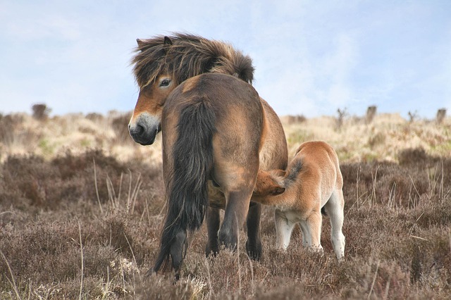 Exmoor Com o Filhote