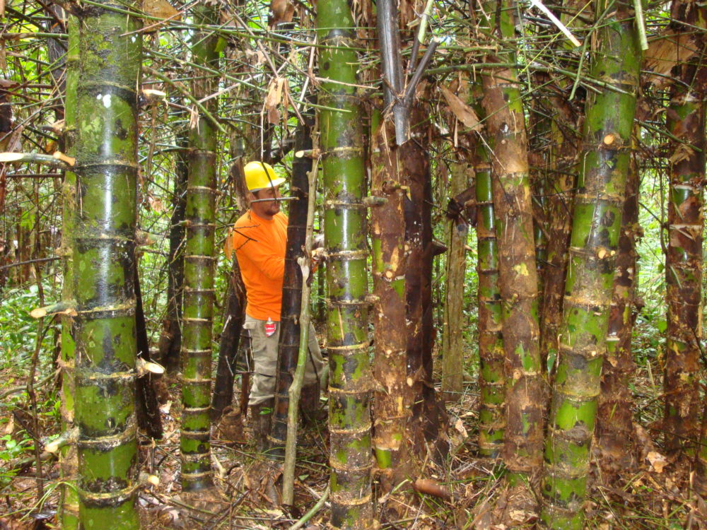 Extração de Bambu