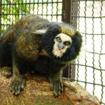 Face do Sagui da Serra Escuro