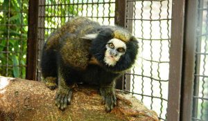 Face do Sagui da Serra Escuro