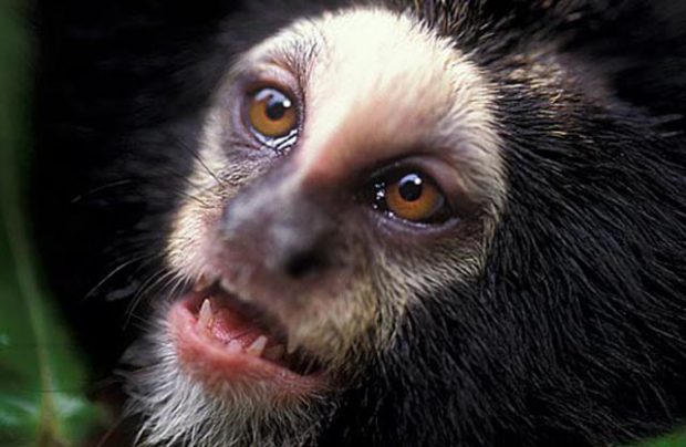 Face do Sagui da Serra Escuro