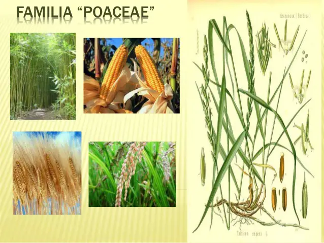 Família Botânica Poaceae 