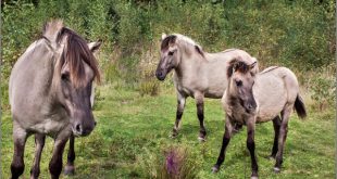 Família de Cavalo Tarpan