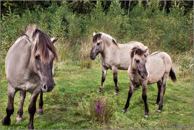 Família de Cavalo Tarpan 