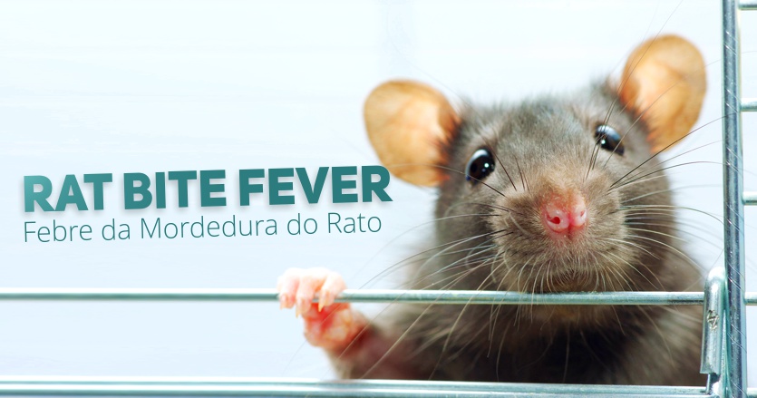 Febre da Mordedura do Rato