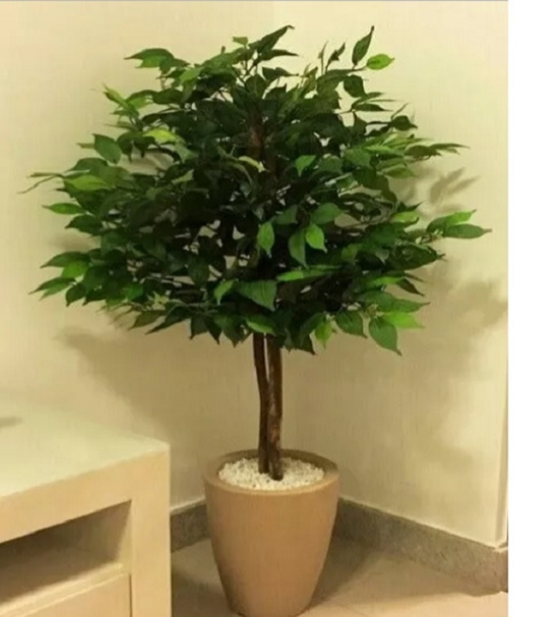 Ficus