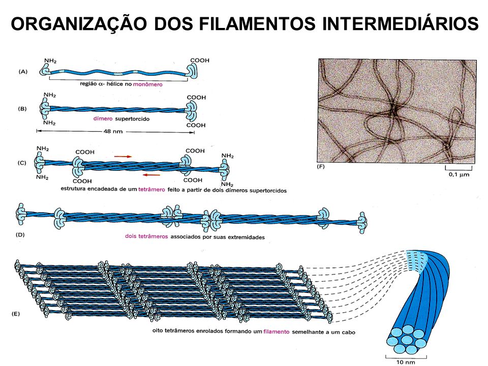 Filamentos intermediários