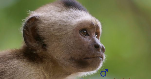 Filhote Macaco Prego de Cara Branca