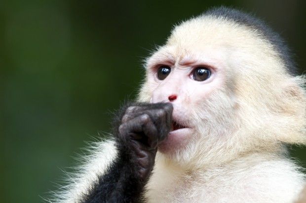 Filhote Macaco Prego de Cara Branca 