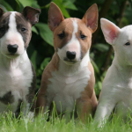 Filhotes de várias cores de Bull Terrier