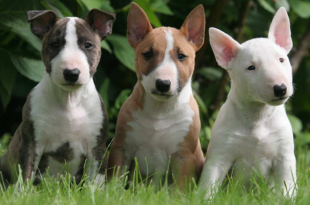 Filhotes de várias cores de Bull Terrier