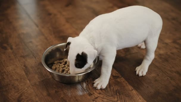 Filhote de Bull Terrier Comendo