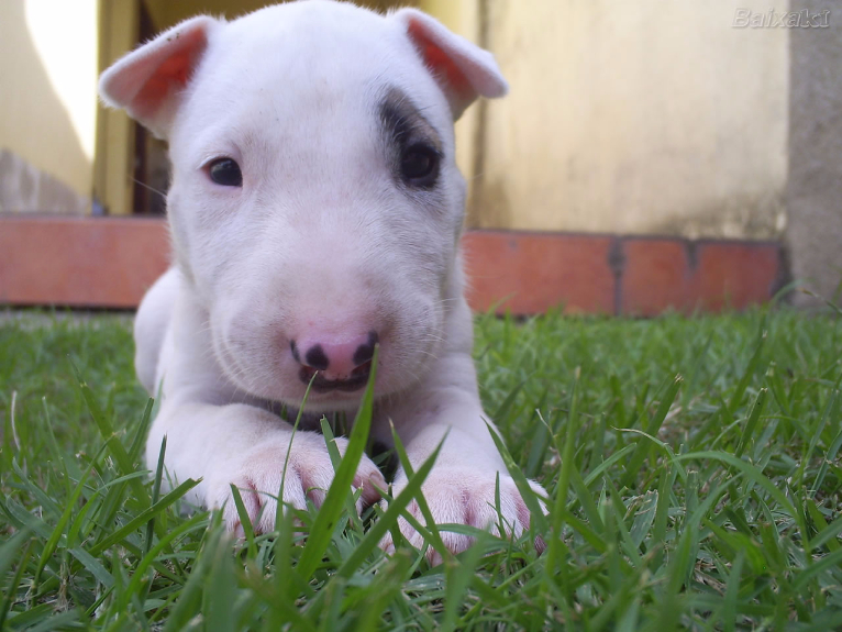 Filhote de Bull Terrier na Grama