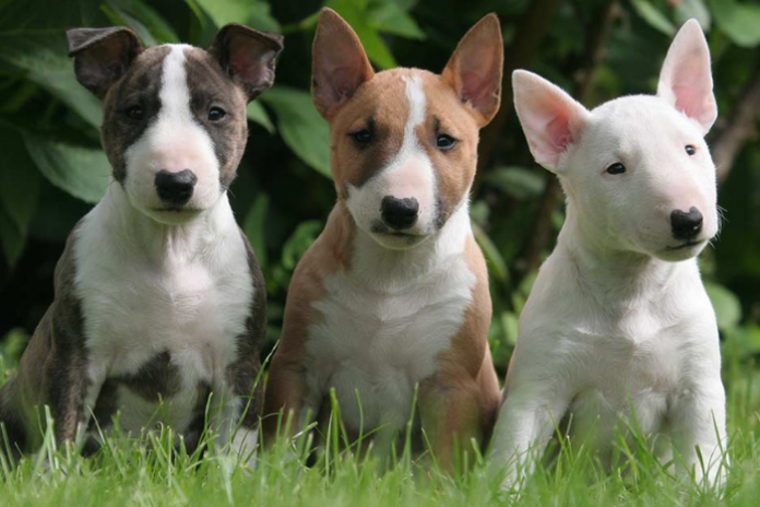 Filhotes de várias cores de Bull Terrier