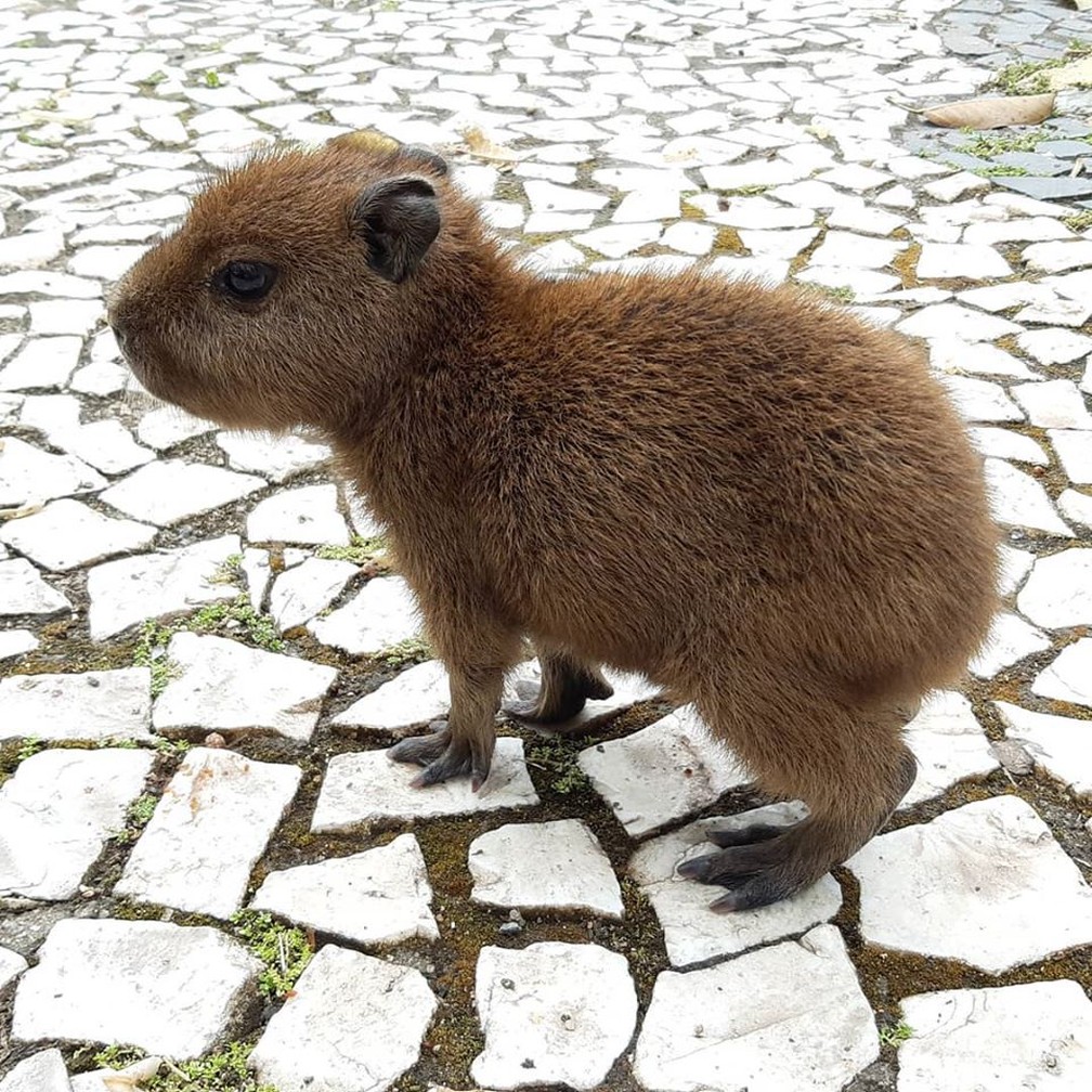 Filhote de Capivara