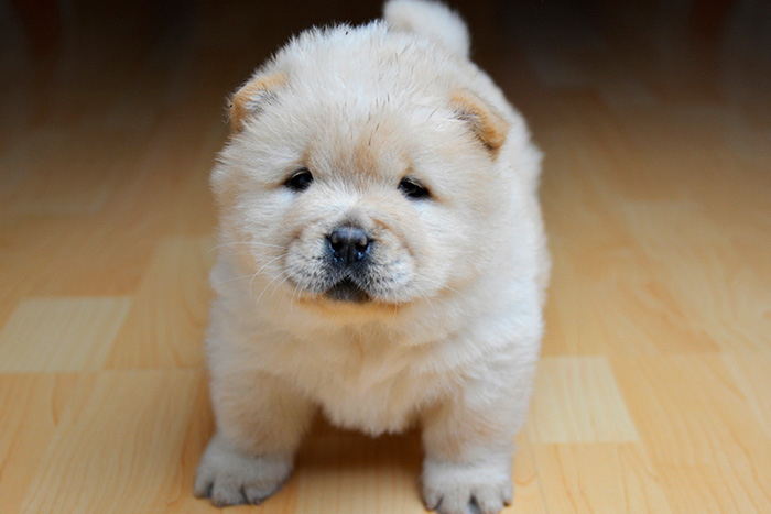 Filhote de Chow Chow Branco