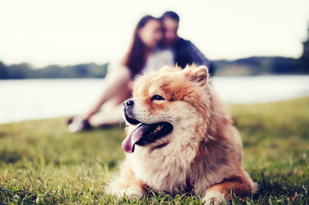 Filhote de Chow Chow Mostrando a Língua 