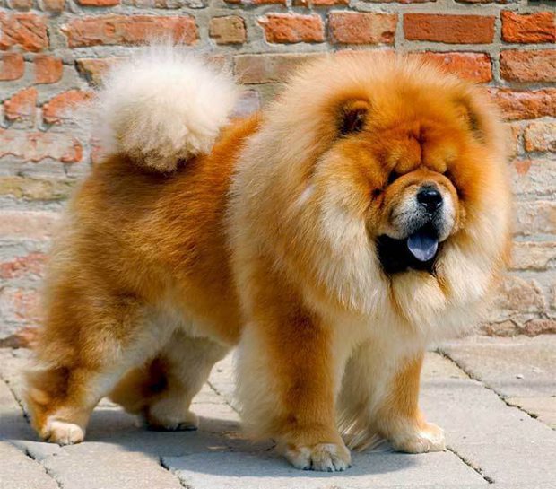 Filhote de Chow Chow