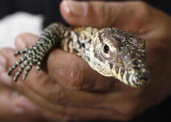 Filhote de Dragão de Komodo 