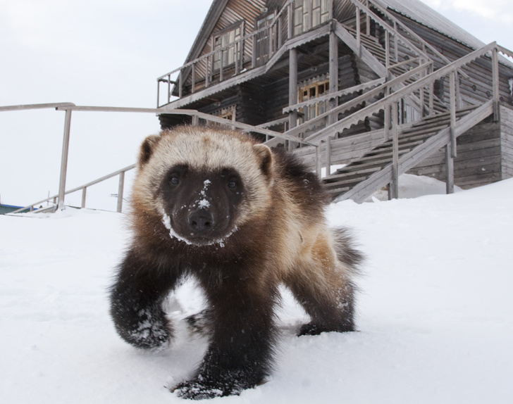 Filhote de Glutão na Neve 