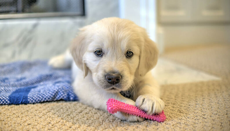 Filhote de Golden em Casa com Brinquedo