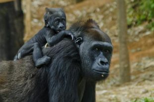 Filhote de Gorila