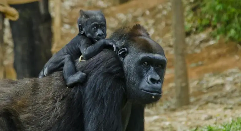 Filhote de Gorila 