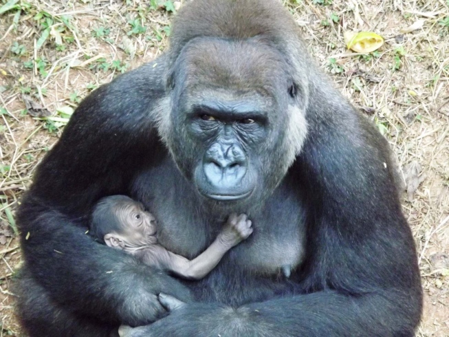 Filhote de Gorila mamando