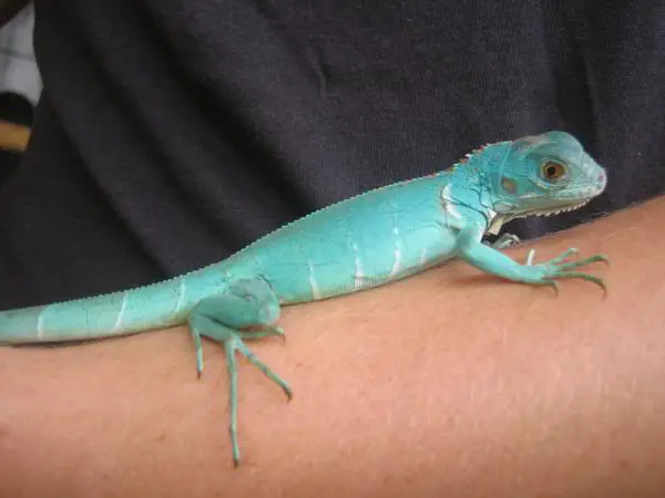 Filhote de Iguana Azul no Braço de um Homem 