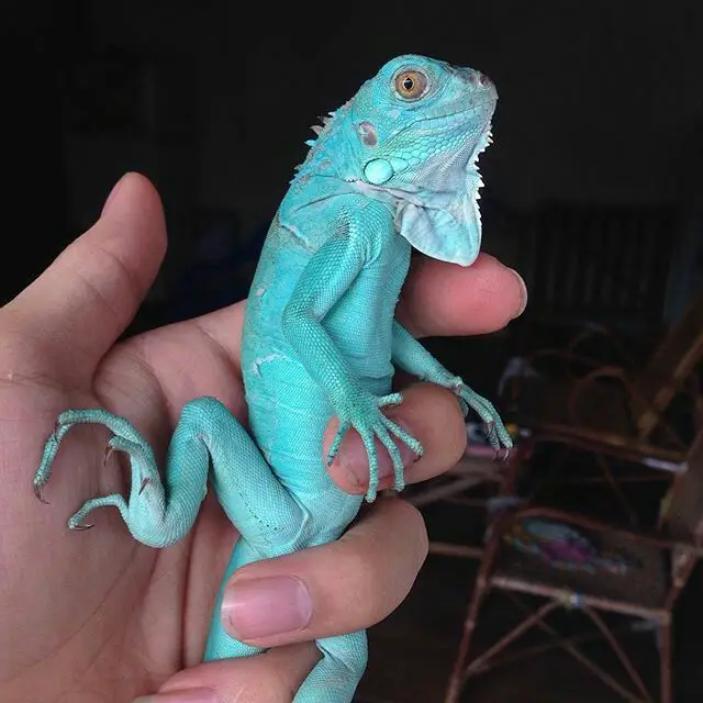 Filhote de Iguana Azul