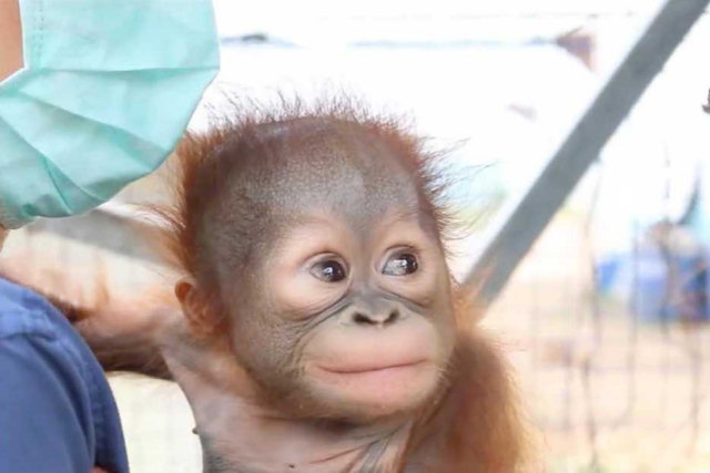 Filhote de Orangotango