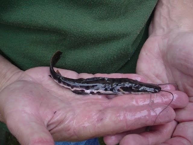 Filhote de Peixe Pintado