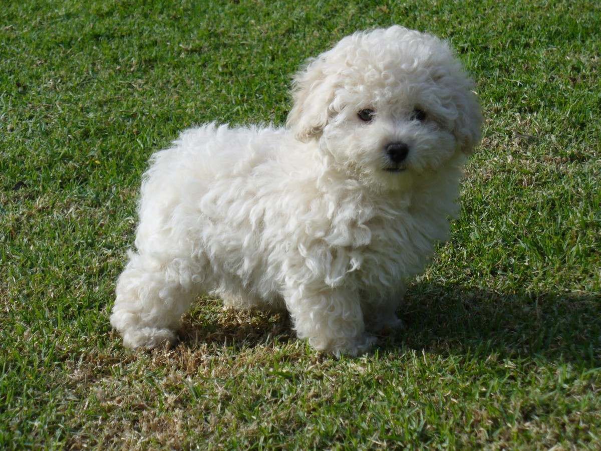 Filhote de Poodle Branco