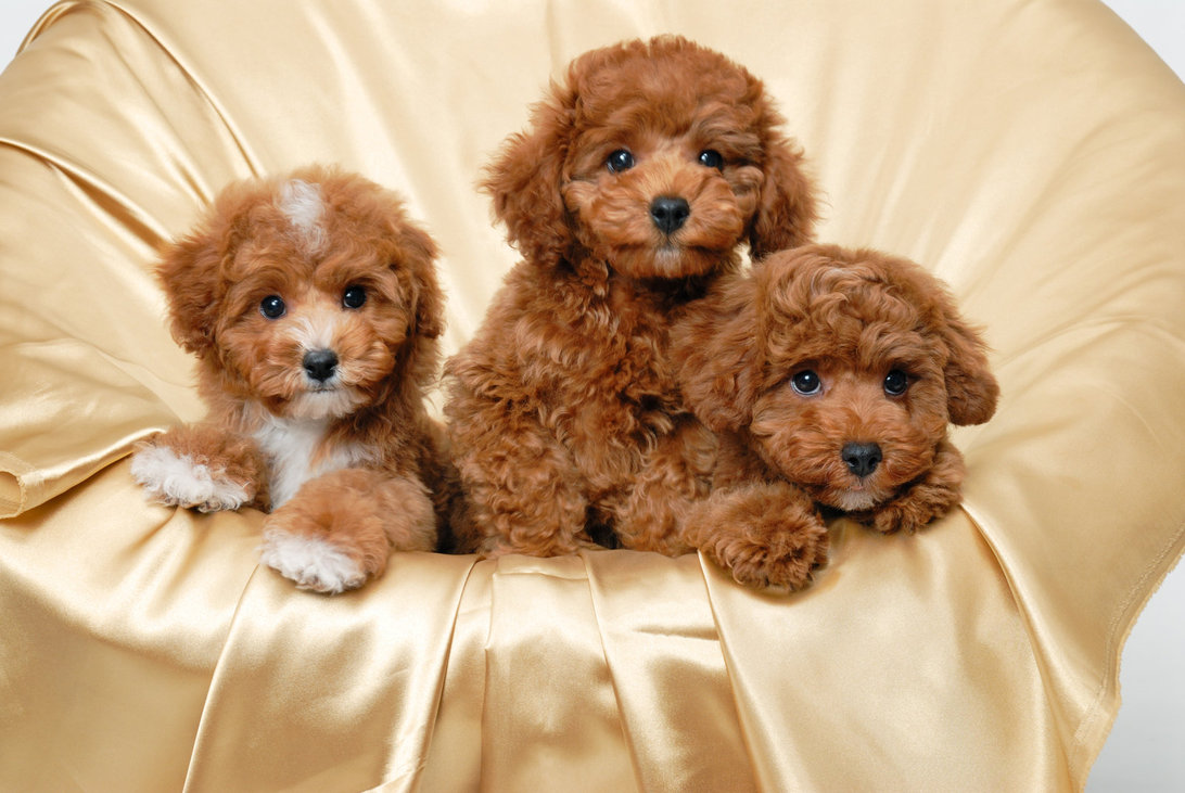 Filhote de Poodle Marrom